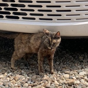 고양이 주인을 찾습니다 고양이 전단지