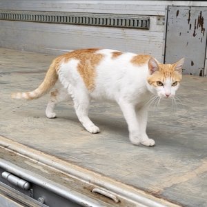 고양이 실종 코리아쇼트헤어 경기도 파주시