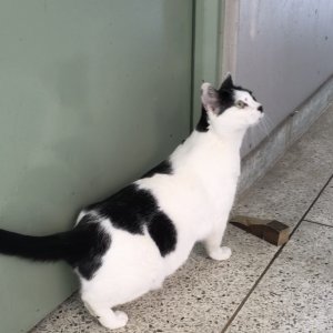 고양이를 찾습니다 코리아쇼트헤어 서울특별시 마포구