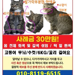 고양이를 찾습니다 고양이 전단지