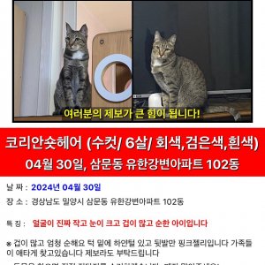 고양이를 찾습니다 코리아쇼트헤어 경상남도 밀양시