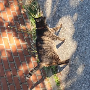 고양이 주인을 찾습니다 코리아쇼트헤어 서울특별시 종로구