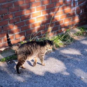 고양이 목격 코리아쇼트헤어 서울특별시 종로구