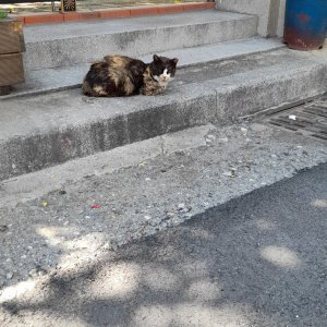 고양이 주인을 찾습니다 고양이 전단지