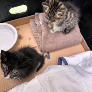 고양이 구조 코리아쇼트헤어 인천광역시 미추홀구
