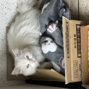 고양이 주인을 찾습니다 고양이 전단지