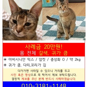 고양이 실종 아비시니안 경기도 군포시