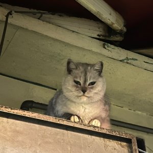 고양이 목격 기타묘종 서울특별시 서대문구