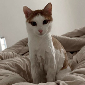 고양이 실종 코리아쇼트헤어 경상남도 김해시