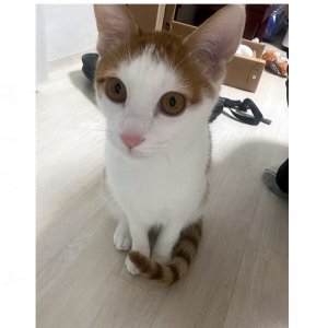 고양이를 찾습니다 고양이 전단지