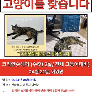 고양이 실종 코리아쇼트헤어 전라북도 남원시