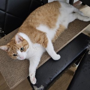 고양이 실종 코리아쇼트헤어 서울특별시 동대문구