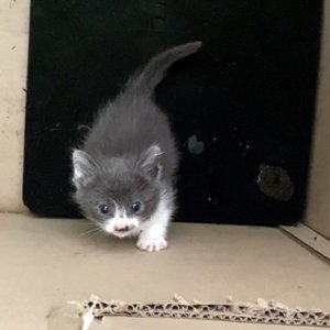 고양이 구조 코리아쇼트헤어 경기도 파주시