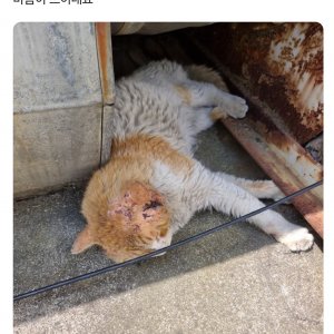 고양이 구조 코리아쇼트헤어 울산광역시 동구