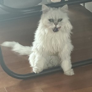 고양이 실종 페르시안 경기도 파주시