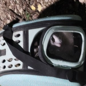 고양이 주인을 찾습니다 고양이 전단지