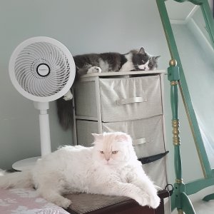 고양이 실종 페르시안 서울특별시 송파구