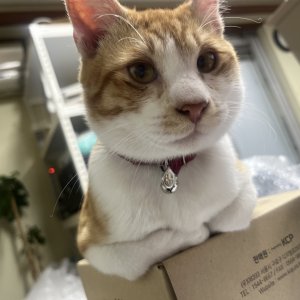 고양이 실종 기타묘종 경기도 수원시 권선구