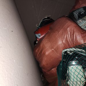 고양이 구조 기타묘종 부산광역시 기장군