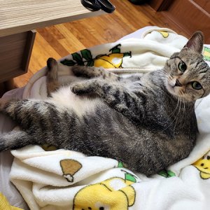 고양이를 찾습니다 고양이 전단지