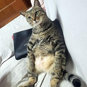 고양이 실종 코리아쇼트헤어 서울특별시 강남구