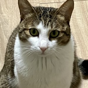 고양이 실종 코리아쇼트헤어 경기도 평택시