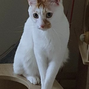 고양이를 찾습니다 고양이 전단지