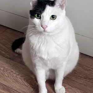고양이 실종 코리아쇼트헤어 경기도 용인시 처인구