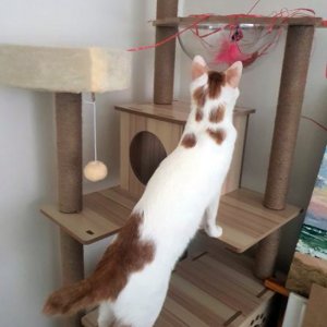 고양이 실종 코리아쇼트헤어 서울특별시 관악구