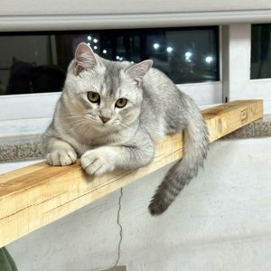 고양이를 찾습니다 고양이 전단지