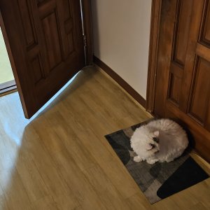 고양이 실종 기타묘종 경기도 김포시