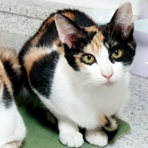 고양이 실종 코리아쇼트헤어 전라북도 군산시