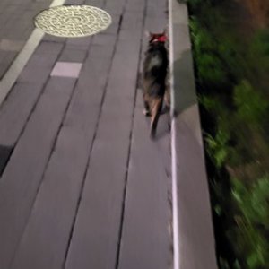 고양이 목격 코리아쇼트헤어 경기도 고양시 일산동구