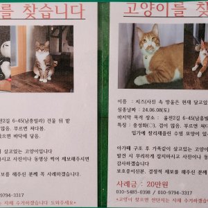 고양이 실종 코리아쇼트헤어 전라남도 순천시