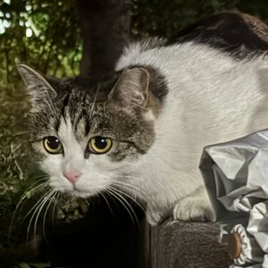고양이 목격 코리아쇼트헤어 서울특별시 중구