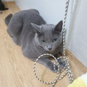 고양이 실종 러시안블루 부산광역시 남구