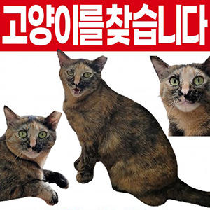 고양이 실종 코리아쇼트헤어 경기도 안산시 상록구