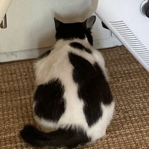 고양이 실종 코리아쇼트헤어 서울특별시 광진구