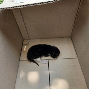 고양이 구조 믹스묘 전라북도 완주군