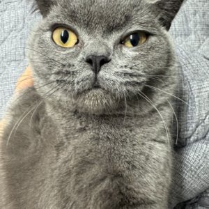 고양이 실종 먼치킨 서울특별시 관악구
