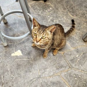 고양이 구조 기타묘종 제주특별자치도 제주시