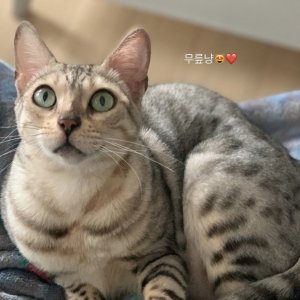 고양이 실종 벵갈캣 경상북도 포항시 남구