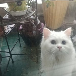 고양이 실종 페르시안 충청북도 청주시 서원구