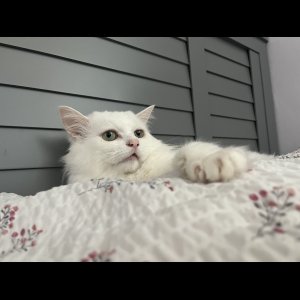 고양이 실종 먼치킨 경기도 용인시 기흥구