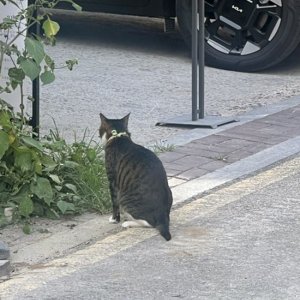 고양이 목격 기타묘종 서울특별시 종로구