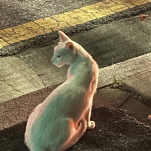 고양이 목격 기타묘종 인천광역시 부평구
