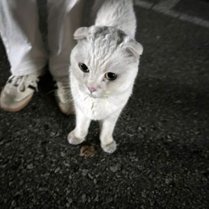 고양이 목격 스코티시폴드 전라북도 전주시 덕진구