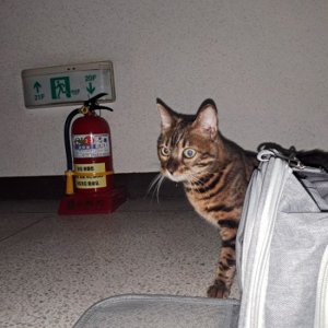 고양이 목격 벵갈캣 경기도 남양주시