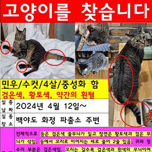 고양이 실종 코리아쇼트헤어 전라남도 여수시