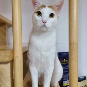 고양이 실종 코리아쇼트헤어 서울특별시 관악구